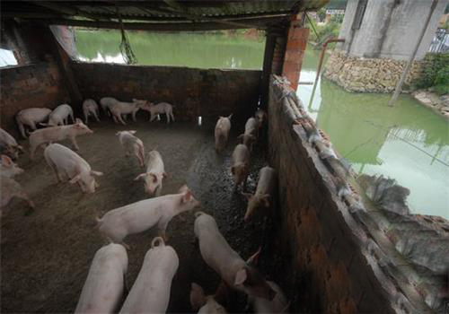 養(yǎng)豬廠污水 養(yǎng)豬廠污水