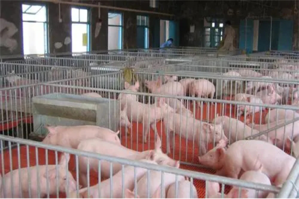 養(yǎng)豬場(chǎng) 養(yǎng)豬場(chǎng)